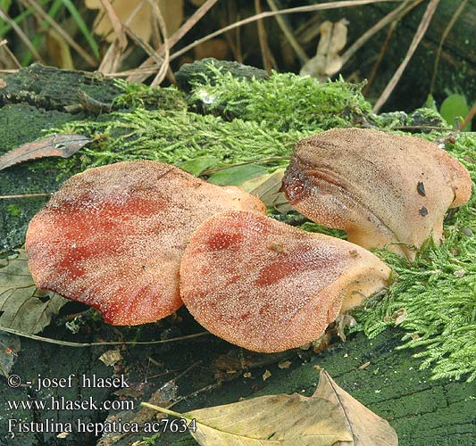 Pstřeň dubový Pečeňovec dubový Lingua bue Ochsenzunge Leberpilz Eichen-Leberreischling Beefsteak Fungus Beefsteak Polypore Ox Tongue Fistuline hépatique カンゾウタケ Ozorek dębowy Печёночница обыкновенная Fetge vaca Vukovo meso Ąžuolinė kepena Májgomba Biefstukzwam Biftek mantarı Oksetunge Higado buey Häränkieli Oxtungssvamp Oksetungesopp Limba boului Φιστουλίνα ηπατική Jetrasta cevača Vučje meso Volovsk Печіночниця звичайна Fistulina hepatica