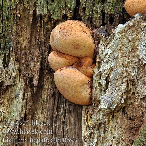 Lingua bue Ochsenzunge Leberpilz Eichen-Leberreischling Beefsteak Fungus Beefsteak Polypore Ox Tongue Fistuline hépatique カンゾウタケ Ozorek dębowy Печёночница обыкновенная Fetge vaca Vukovo meso Ąžuolinė kepena Májgomba Biefstukzwam Biftek mantarı Oksetunge Higado buey Häränkieli Oxtungssvamp Oksetungesopp Limba boului Φιστουλίνα ηπατική Jetrasta cevača Vučje meso Volovsk Печіночниця звичайна Fistulina hepatica Pstřeň dubový Pečeňovec dubový