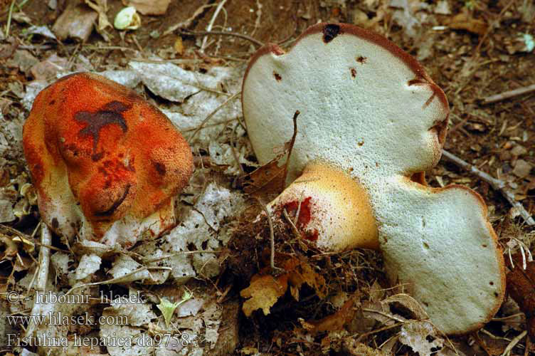 Eichen-Leberreischling Beefsteak Fungus Beefsteak Polypore Ox Tongue Fistuline hépatique カンゾウタケ Ozorek dębowy Печёночница обыкновенная Fetge vaca Vukovo meso Ąžuolinė kepena Májgomba Biefstukzwam Biftek mantarı Oksetunge Higado buey Häränkieli Oxtungssvamp Oksetungesopp Limba boului Φιστουλίνα ηπατική Jetrasta cevača Vučje meso Volovsk Печіночниця звичайна Fistulina hepatica Pstřeň dubový Pečeňovec dubový