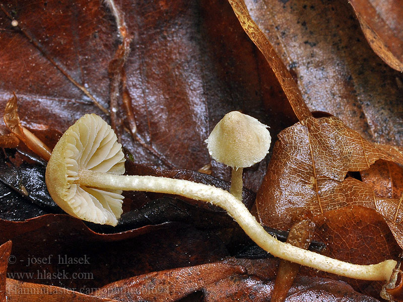 Flammulaster carpophilus Kržatka plodomilná