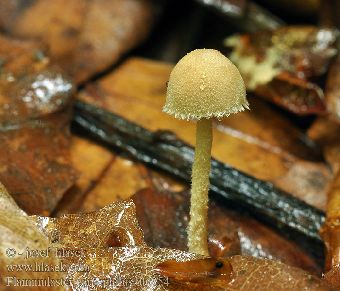 Flammulaster carpophilus Płomienniczek owocolubny Bøkefnokkhatt