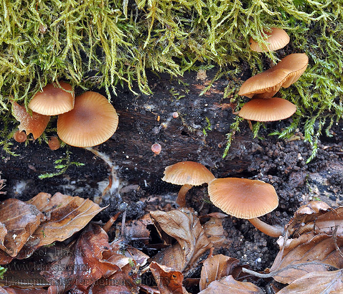 Flammulaster ferrugineus Tubaria Křžatka rezavá