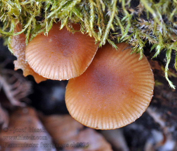 Flammulaster ferrugineus Rostbrauner Flockenschüppling