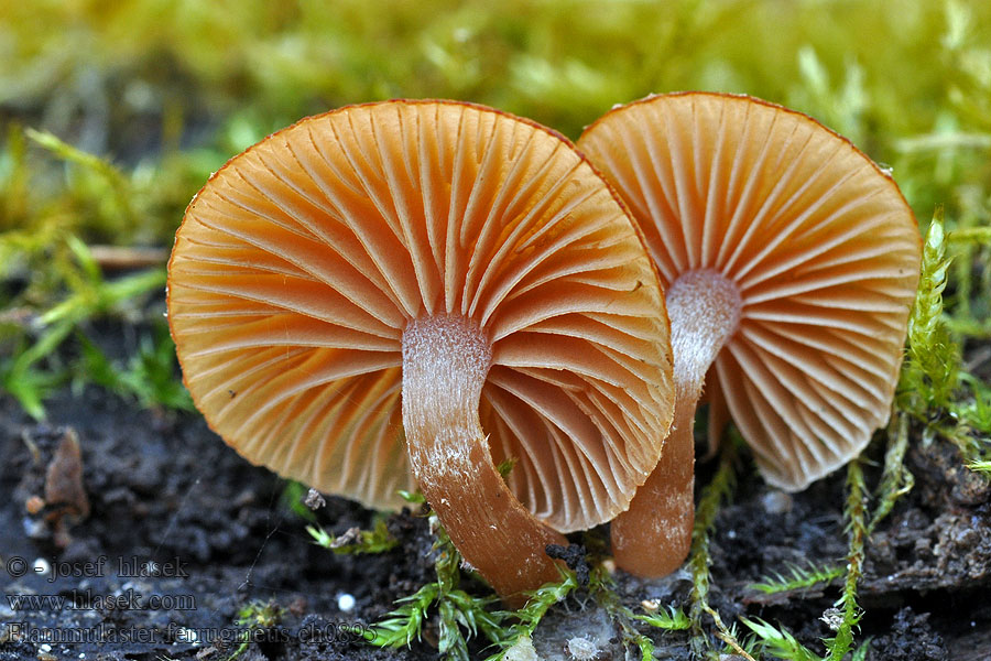 Flammulaster ferrugineus Roestbruin vloksteeltje