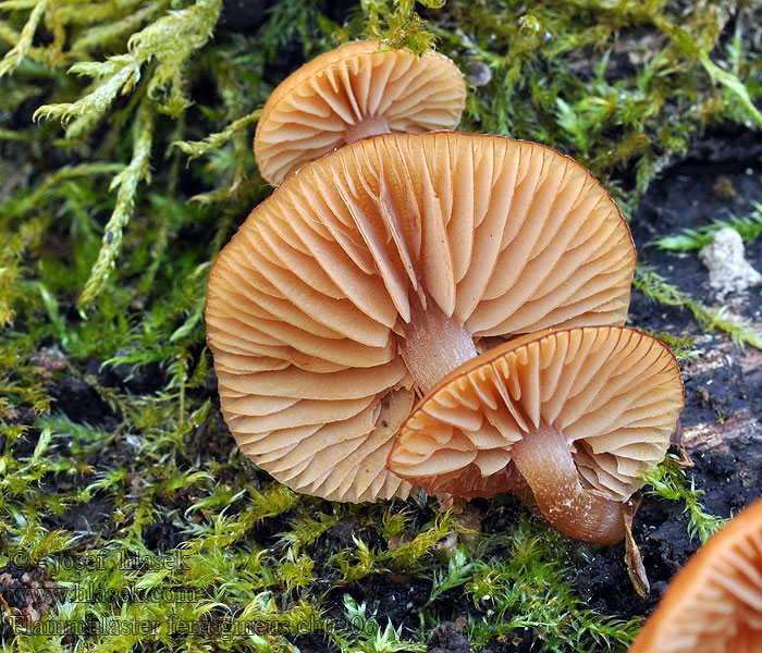 Flammulaster ferrugineus Rostvårtskräling