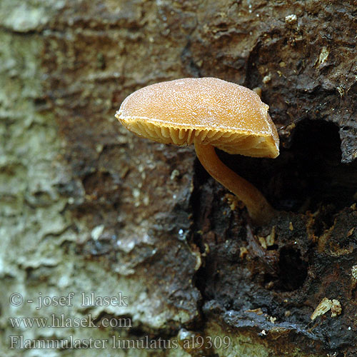 Flammulaster limulatus Kržatka šikmá Orangebrauner Flockenschüppling Golden powdercap Gouden vloksteeltje Лимулатус фламмуластер Flamulaster žltooranžový Gylden grynskælhat Vårtskräling Stor fnokkhatt