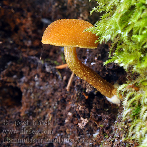 Flamulaster žltooranžový Gylden grynskælhat Vårtskräling Stor fnokkhatt Flammulaster limulatus Kržatka šikmá Orangebrauner Flockenschüppling Golden powdercap Gouden vloksteeltje Лимулатус фламмуластер