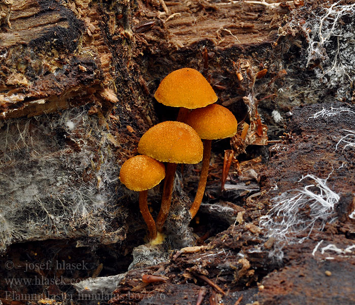 Orangebrauner Flockenschüppling Golden powdercap Gouden vloksteeltje Лимулатус фламмуластер Flamulaster žltooranžový Gylden grynskælhat Vårtskräling