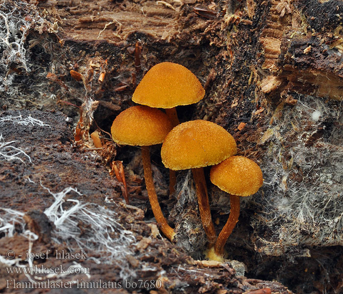 Flammulaster limulatus Golden powdercap Gouden vloksteeltje Лимулатус фламмуластер Flamulaster žltooranžový Gylden grynskælhat Vårtskräling