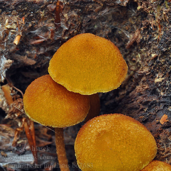 Flammulaster limulatus Лимулатус фламмуластер