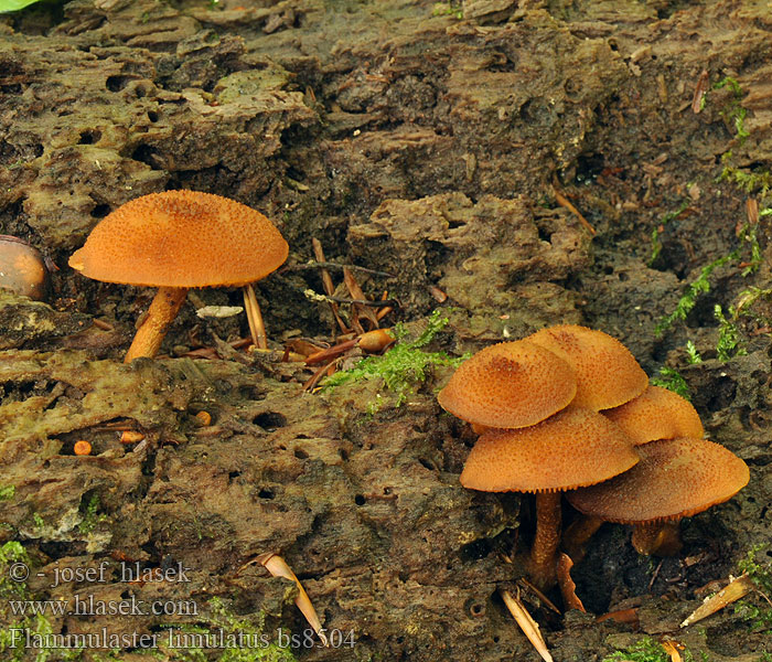 Orangebrauner Flockenschüppling Golden powdercap