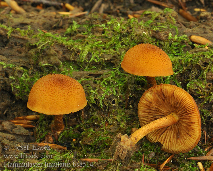 Flammulaster limulatus Kržatka šikmá