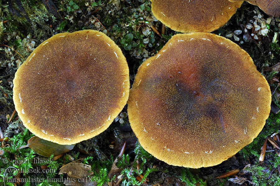 Orangebrauner Flockenschüppling Flammulaster limulatus