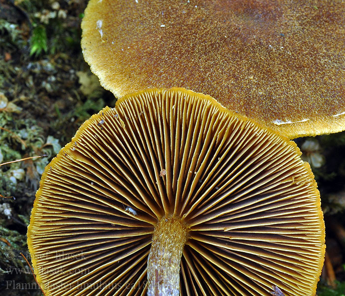 Golden powdercapFlammulaster limulatus