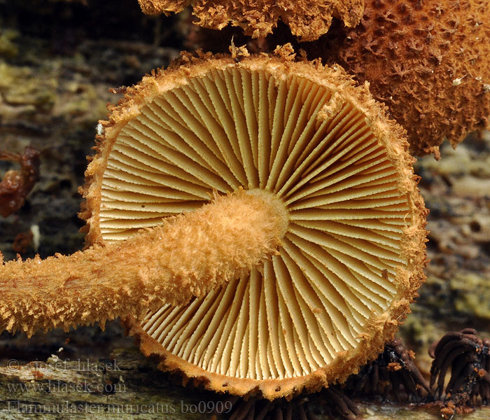 Flammulaster muricatus Piggvårtskräling Toothed Powdercap Płomieniczek żółtobrązowy Płomienniczek