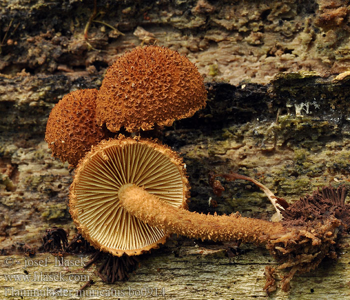 Flammulaster muricatus Piggvårtskräling Toothed Powdercap Płomieniczek żółtobrązowy Płomienniczek