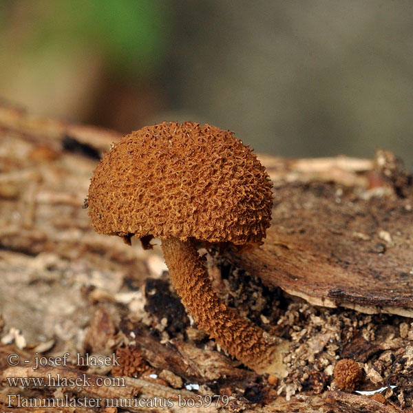 Flammulaster muricatus erinaceellus Grobwarziger Flockenschüppling