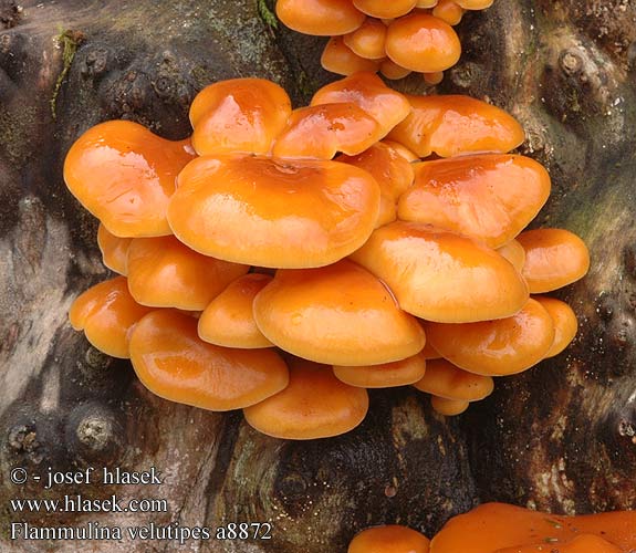 Flammulina velutipes a8872