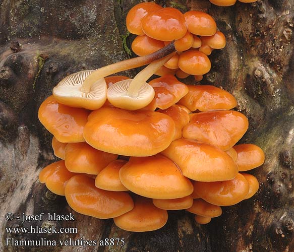 Flammulina velutipes a8875