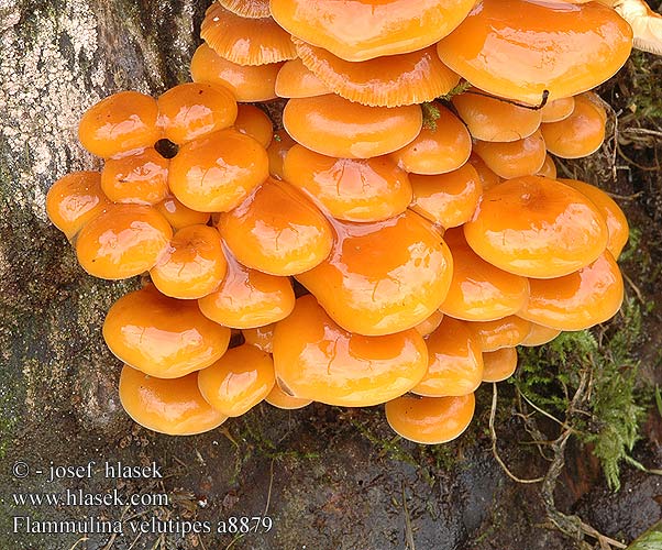 Flammulina velutipes UK: Velvet foot DK: Gul flojlsfod FI: talvijuurekas FR: colybie a pied velouté NL: Gewoon fluweelpootje HU: Téli fülőke DE: Gemeiner Samtfußrübling PL: zimówka aksamitnotrzonowa płomiennica zimowa SK: Plamienka zimná CZ: penízovka sametonohá SE: Vinterskivling SYN: Collybia Myxocollybia eriocephala NO: Vintersopp