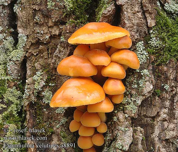 Flammulina velutipes UK: Velvet foot DK: Gul flojlsfod FI: talvijuurekas FR: colybie a pied velouté NL: Gewoon fluweelpootje HU: Téli fülőke DE: Gemeiner Samtfußrübling PL: zimówka aksamitnotrzonowa płomiennica zimowa SK: Plamienka zimná CZ: penízovka sametonohá SE: Vinterskivling SYN: Collybia Myxocollybia eriocephala NO: Vintersopp