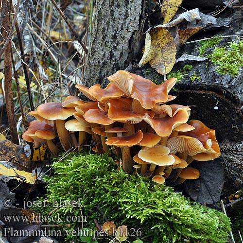 Flammulina velutipes b1126