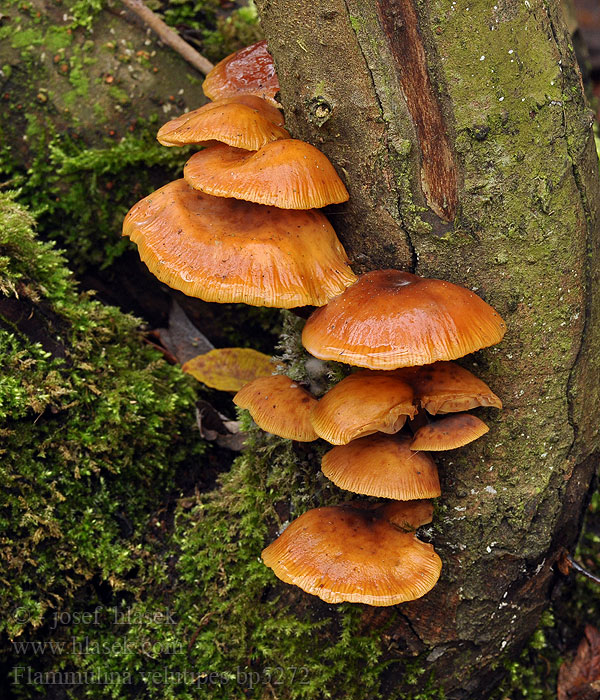 Flammulina velutipes Velvet foot Gul flojlsfod Talvijuurekas Colybie pied velouté Gewoon fluweelpootje Téli fülőke Gemeiner Samtfußrübling Zimówka aksamitnotrzonowa płomiennica zimowa Plamienka zimná Penízovka sametonohá Vinterskivling Collybia Myxocollybia eriocephala Vintersopp