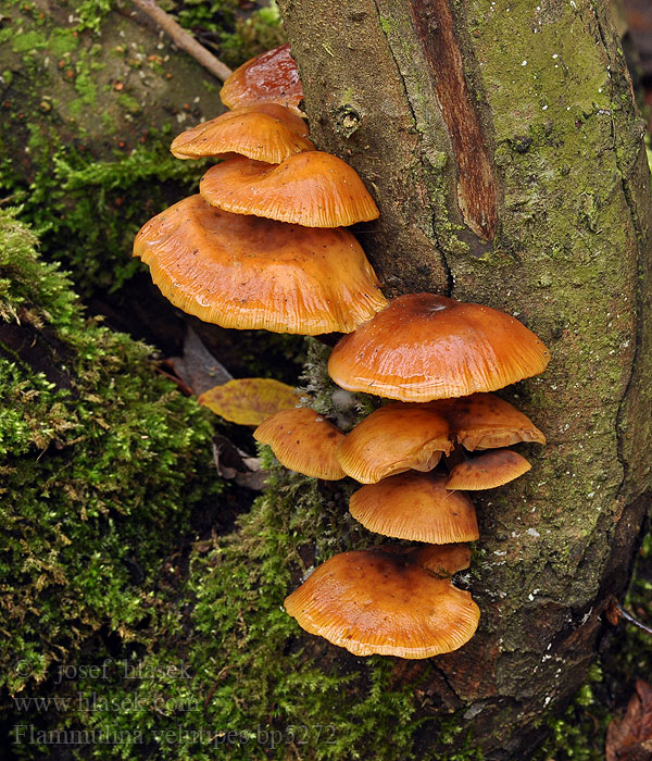 Flammulina velutipes Velvet foot Gul flojlsfod Talvijuurekas Colybie pied velouté Gewoon fluweelpootje Téli fülőke Gemeiner Samtfußrübling Zimówka aksamitnotrzonowa płomiennica zimowa Plamienka zimná Penízovka sametonohá Vinterskivling Collybia Myxocollybia eriocephala Vintersopp