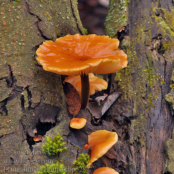 Flammulina velutipes Colybie pied velouté Gewoon fluweelpootje Téli fülőke Gemeiner Samtfußrübling Zimówka aksamitnotrzonowa płomiennica zimowa Plamienka zimná Penízovka sametonohá Vinterskivling Collybia Myxocollybia eriocephala Vintersopp