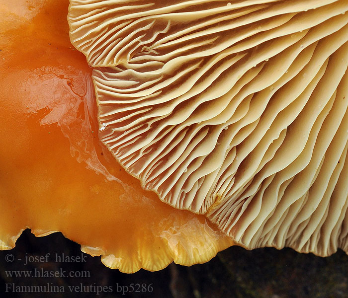 Flammulina velutipes Téli fülőke Gemeiner Samtfußrübling Zimówka aksamitnotrzonowa płomiennica zimowa Plamienka zimná Penízovka sametonohá Vinterskivling Collybia Myxocollybia eriocephala Vintersopp