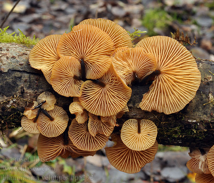 Flammulina velutipes Zimówka aksamitnotrzonowa płomiennica zimowa Plamienka zimná Penízovka sametonohá Vinterskivling Collybia Myxocollybia eriocephala Vintersopp