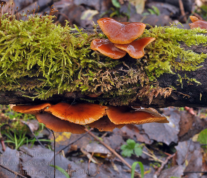 Flammulina velutipes Plamienka zimná Penízovka sametonohá Vinterskivling Collybia Myxocollybia eriocephala Vintersopp