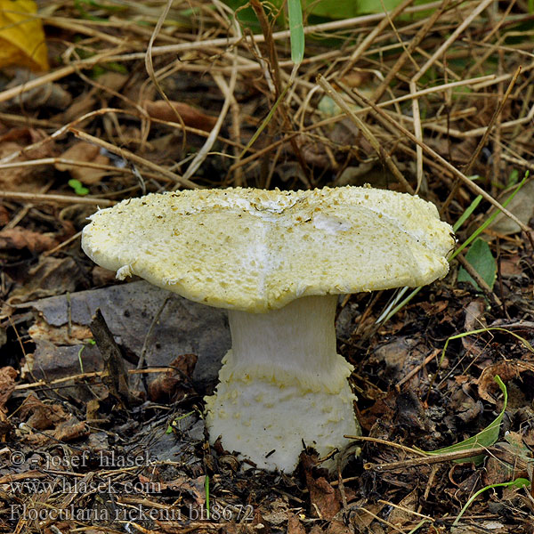 Floccularia rickenii Armillaria Náramkovitka Rickenova Akácpereszke Akác pikkelyespereszke Флоккулярия Рикена Vločnica agátová