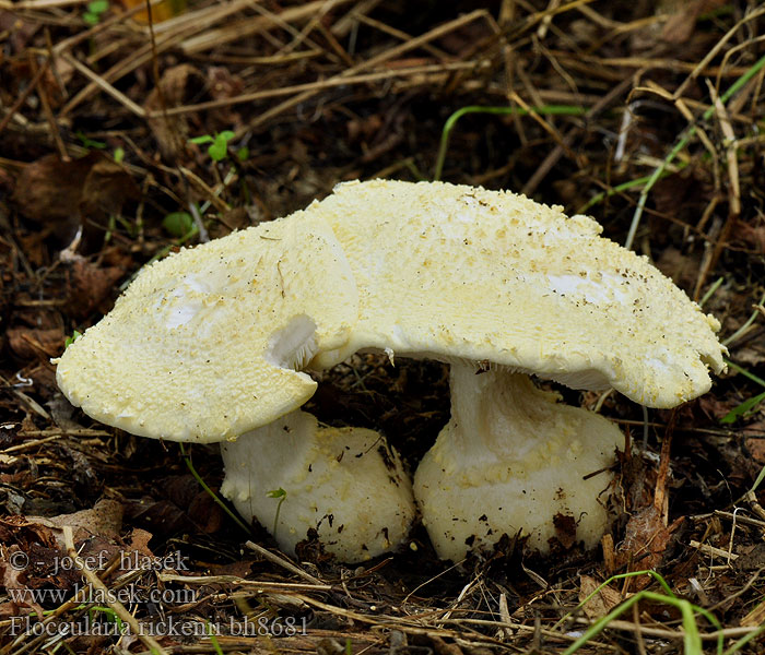 Floccularia rickenii bh8681