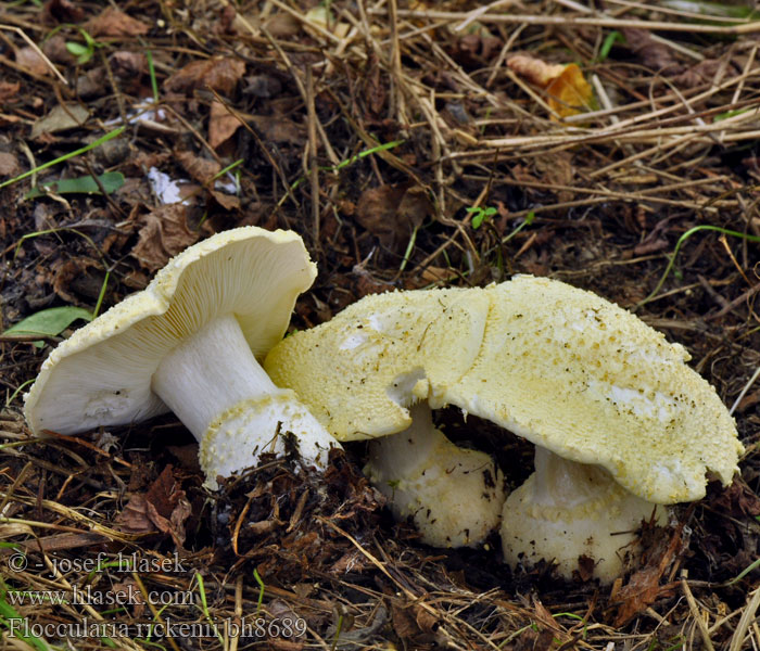 Floccularia rickenii bh8689