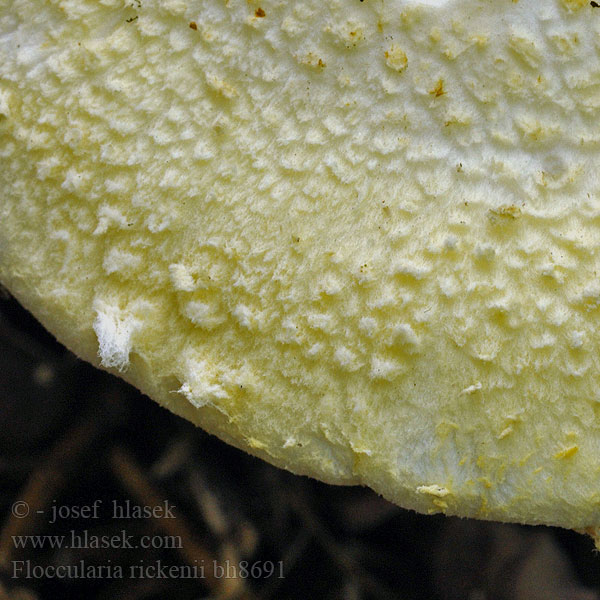 Флоккулярия Рикена Vločnica agátová Floccularia rickenii Armillaria Náramkovitka Rickenova Akácpereszke Akác pikkelyespereszke