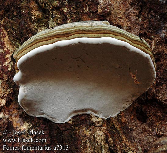 Fomes fomentarius Hoof Tinder Fungus Tøndersvamp Taulakääpä Polyporus amadouvier Echte tonderzwam Bükkfa-tapló Zunderschwamm Hubiak pospolity Práchnovec kopytovitý Troudnatec kopytovitý Fnöskticka Knuskkjuke Hongo yesquero Трутовик настоящий 木蹄層孔菌 Трутовик справжній Kav mantarı Seçkin resim adaylarn Iască