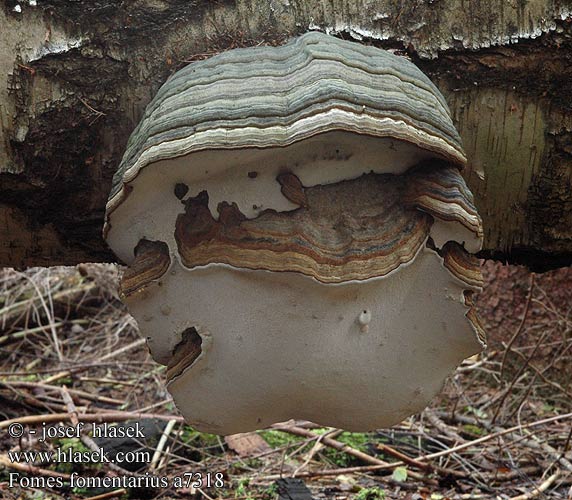 Fomes fomentarius a7318