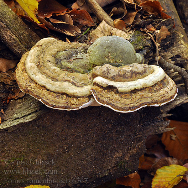 Fomes fomentarius bi6767