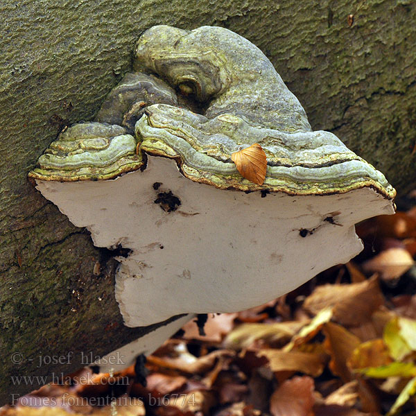 Kav mantarı Seçkin resim adaylarn Iască Fomes fomentarius Hoof Tinder Fungus Tøndersvamp Taulakääpä Polyporus amadouvier Echte tonderzwam Bükkfa-tapló Zunderschwamm Hubiak pospolity Práchnovec kopytovitý Troudnatec kopytovitý Fnöskticka Knuskkjuke Hongo yesquero Трутовик настоящий 木蹄層孔菌 Трутовик справжній