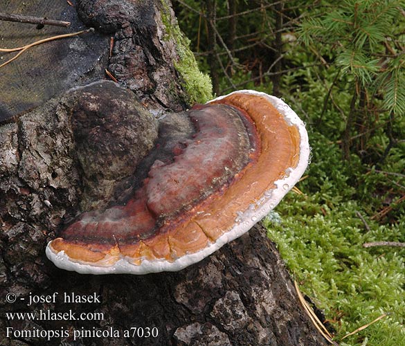 Fomitopsis pinicola Red Banded Polypore Brown cubical rot Randbæltet hovporesvamp kantokääpä Carie brune cubique Roodgerande houtzwam Szegett tapló Rotrandiger Baumschwamm pniarek obrzeżony Práchnovček pásikavý troudnatec pásovaný Klibbticka Fomes pinicola Rødrandkjuke трутовик окаймленный