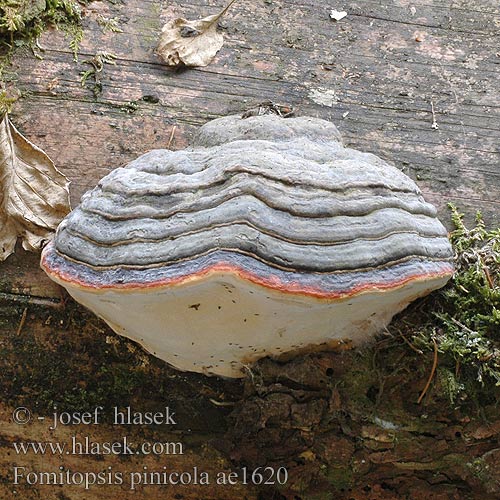 Fomitopsis pinicola ae1620