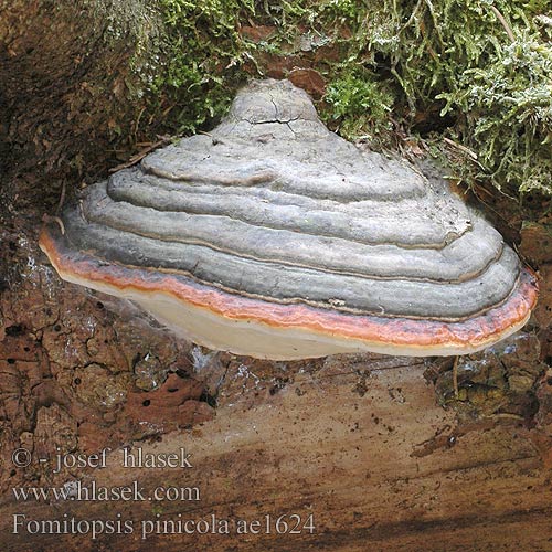 Fomitopsis pinicola ae1624