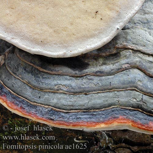 Fomitopsis pinicola Troudnatec pásovaný Klibbticka Fomes pinicola Rødrandkjuke трутовик окаймленный Red Banded Polypore Brown cubical rot Randbæltet hovporesvamp kantokääpä Carie brune cubique Roodgerande houtzwam Szegett tapló Rotrandiger Baumschwamm pniarek obrzeżony Práchnovček pásikavý