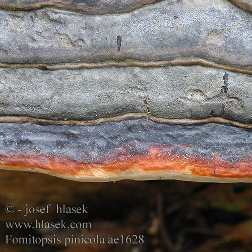 Fomitopsis pinicola ae1628