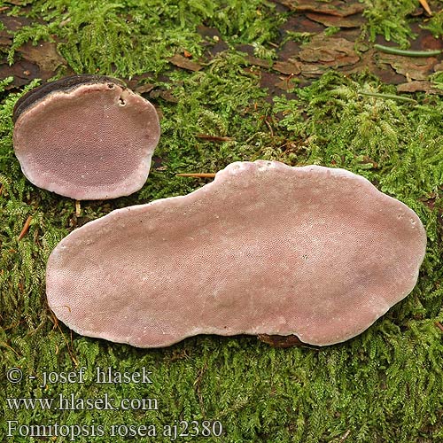 Fomitopsis rosea Fomes Polyporus roseus