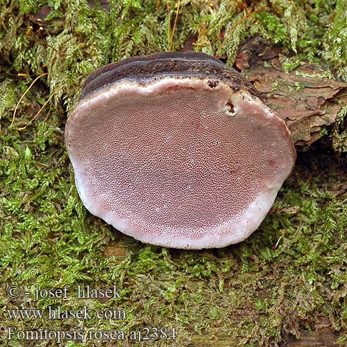 Fomitopsis rosea Pniarek różowy