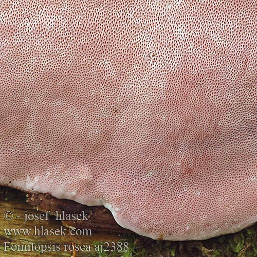 Fomitopsis rosea Roze sparrenhoutzwam