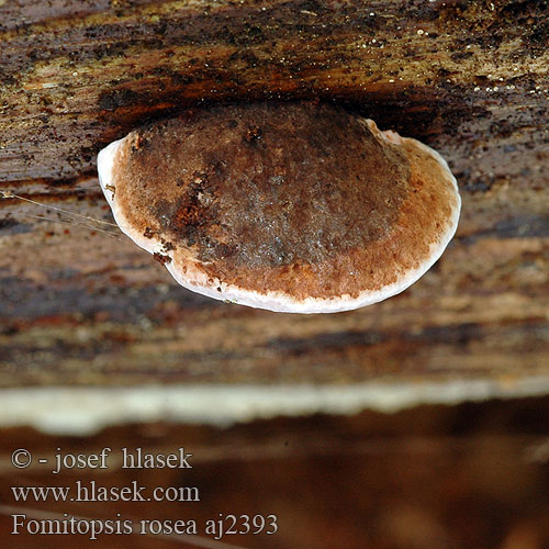 Fomitopsis rosea バライロサルノコシカケ