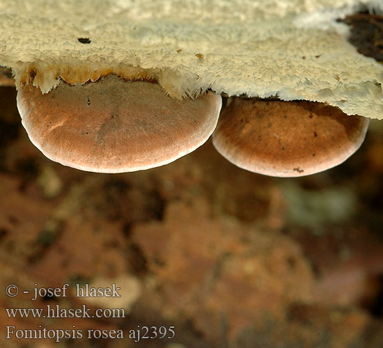 Fomitopsis rosea Rosenkjuke